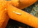 ヒトデヤドリエビ