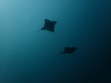 P9050234
