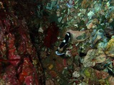 アジアコショウダイの幼魚