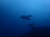 ヒゲダイ