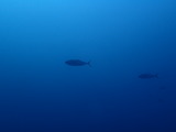 ワラサ
