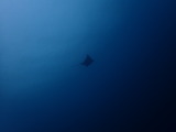 トビエイ