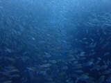 P9130423