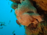 オオモンカエルアンコウ
