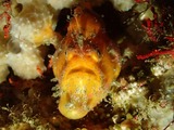 ベニカエルアンコウ