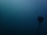 トビエイ2枚