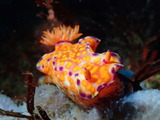 ニシキウミウシ