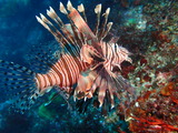 ハナミノカサゴ