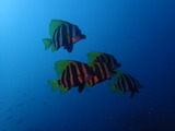 テングダイ