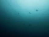 トビエイ