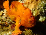 ベニカエルアンコウ