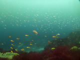 スズメダイの幼魚とキンギョハナダイ