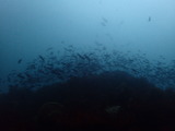 ニシキベラ