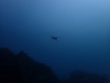 トビエイ