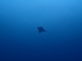 トビエイ