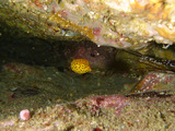 ミナミハコフグの幼魚