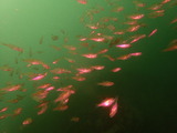 P6130124