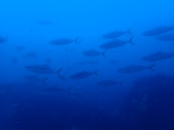 ワラサの群れ