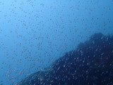 キンメモドキの稚魚