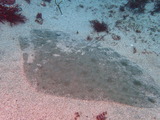 P7050208