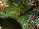 タテジマキンチャクダイの幼魚