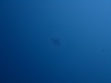 トビエイ