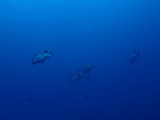 中層のヒゲダイ