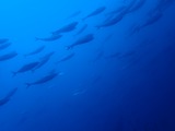 ワラサの群れ