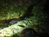 タテジマキンチャクダイの幼魚