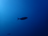 ヒレナガカンパチ