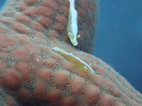 ヒトデヤドリエビ