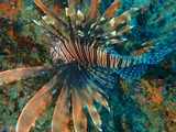 P9190464