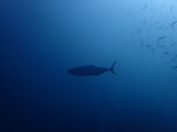 ヒラマサ