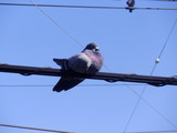 hato