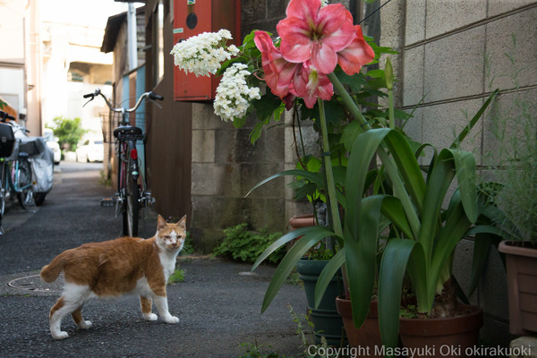 お花がきれい。