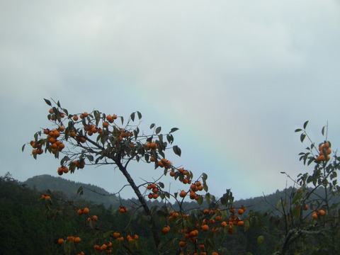 DSCN7037