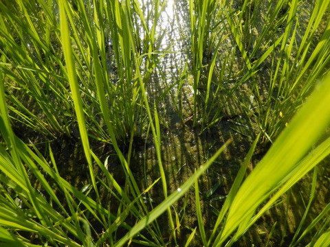 DSCN5356