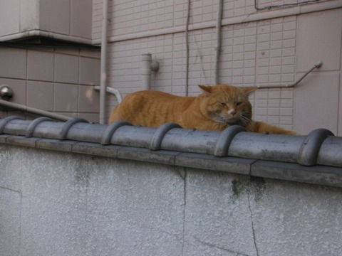 DSCF5021