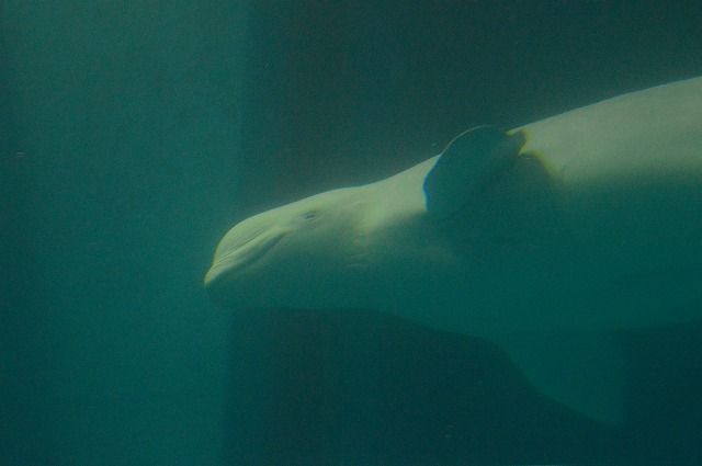 島根県立しまね海洋館アクアス 新シロイルカプール編 のら流動物園 水族館ブログ