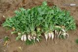 daikon2