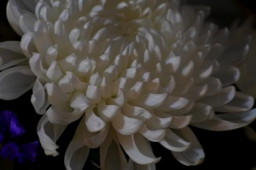DSC_3233菊の花
