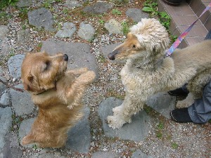 看板犬