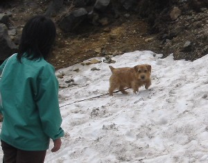 残雪
