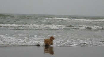 そして海へ