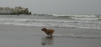 海が好き〜