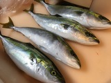 脂のってます