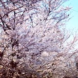 花見BBQしたい。。。。