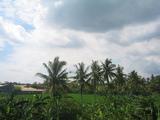 yashi