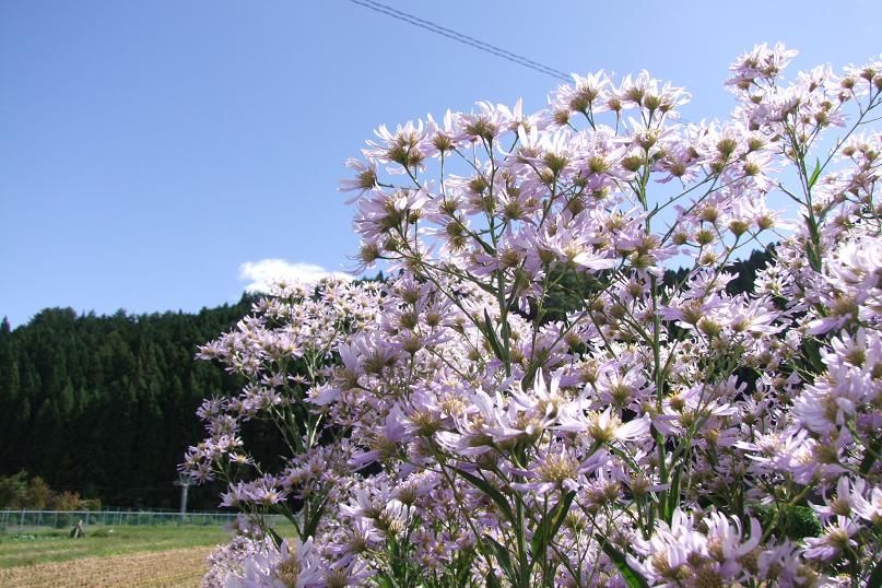 kannabe