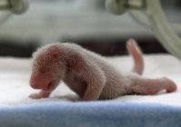 panda_newborn